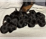 Small #11 Doberman Pinscher