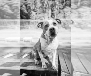 American Staffordshire Terrier-Unknown Mix Dogs for adoption in Calhoun, GA, USA