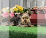 Image preview for Ad Listing. Nickname: Yukon