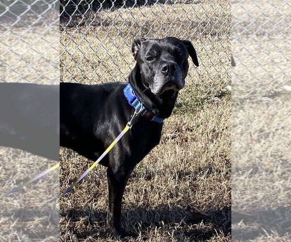 Medium Photo #3 Labrador Retriever-Unknown Mix Puppy For Sale in Virginia Beach, VA, USA