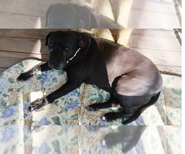 Medium Photo #2 American Staffordshire Terrier-Labrador Retriever Mix Puppy For Sale in Brewster, NY, USA