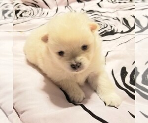 Pomeranian Puppy for sale in EAGLE CREEK, OR, USA