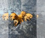 Small Photo #1 Dachshund Puppy For Sale in SAN DIEGO, CA, USA