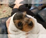Small Photo #4 Yorkshire Terrier Puppy For Sale in ARLINGTON, TX, USA
