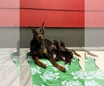 Small #11 Doberman Pinscher