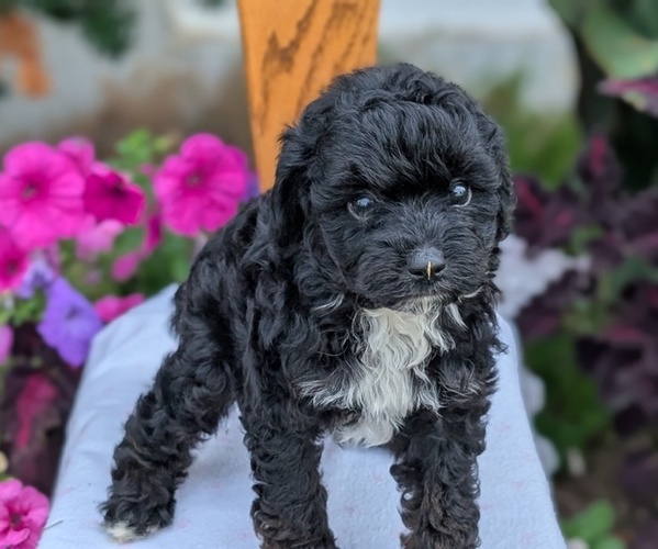 Medium Photo #3 Maltipoo (Toy) Puppy For Sale in GOSHEN, IN, USA