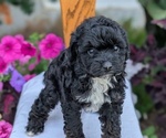 Small #2 Maltipoo (Toy)