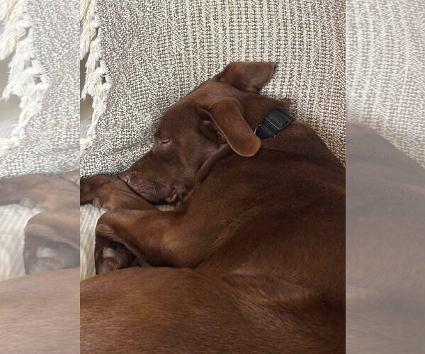 Medium Photo #7 Labrador Retriever-Unknown Mix Puppy For Sale in San Diego, CA, USA