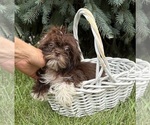 Small #2 Shih Tzu
