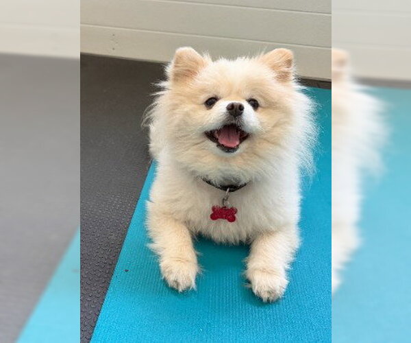 Medium Photo #2 Pomeranian Puppy For Sale in San Diego, CA, USA