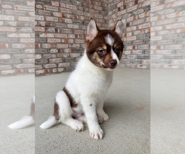 Medium Photo #4 Pomsky Puppy For Sale in GREENFIELD, IN, USA