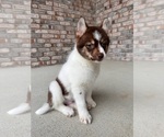 Small Photo #4 Pomsky Puppy For Sale in GREENFIELD, IN, USA