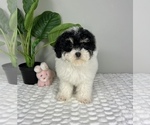 Small Photo #5 Bernedoodle (Miniature) Puppy For Sale in FRANKLIN, IN, USA