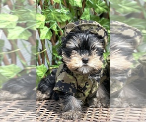Yorkshire Terrier Puppy for sale in CORAL SPRINGS, FL, USA