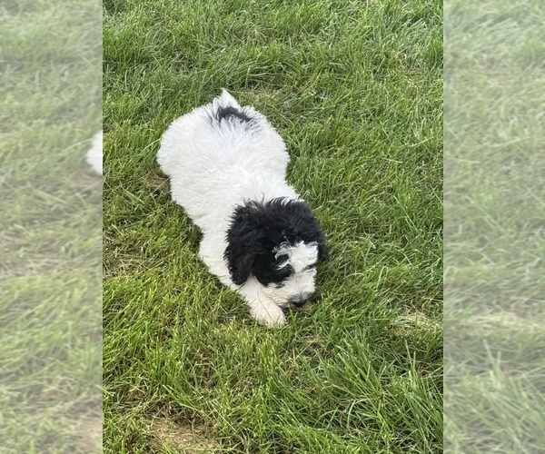 Medium Photo #12 Bernedoodle Puppy For Sale in LONGMONT, CO, USA