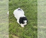 Small #11 Bernedoodle