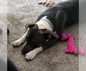 Gayle - Female Mutt Dog for Adoption - Photo #12