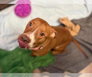 American Pit Bull Terrier-Unknown Mix Dogs for adoption in Fort Wayne, IN, USA