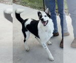 Small #1 Border Collie Mix