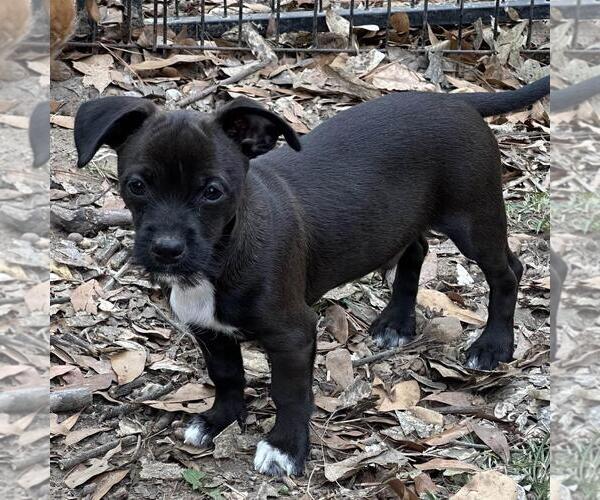 Medium Photo #2 Dachshund-Unknown Mix Puppy For Sale in Yardley, PA, USA