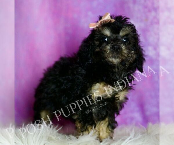 Medium Photo #120 Poodle (Miniature) Puppy For Sale in WARSAW, IN, USA