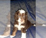 Small Photo #16 Aussie-Poo-Aussiedoodle Mix Puppy For Sale in ANNISTON, AL, USA