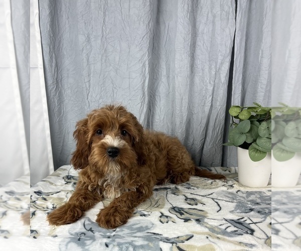 Medium Photo #9 Goldendoodle (Miniature) Puppy For Sale in GREENWOOD, IN, USA