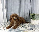 Small Photo #9 Goldendoodle (Miniature) Puppy For Sale in GREENWOOD, IN, USA