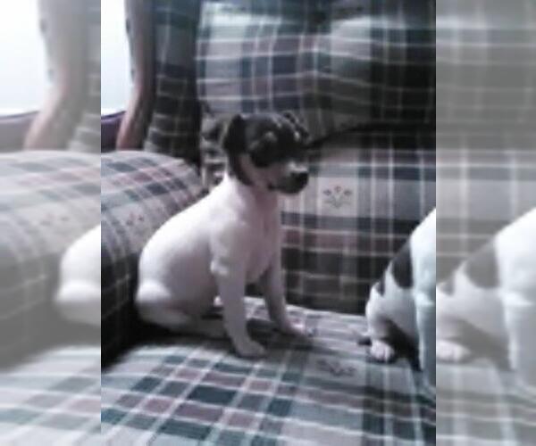 Medium Photo #1 Rat Terrier Puppy For Sale in NEW FREEDOM, PA, USA