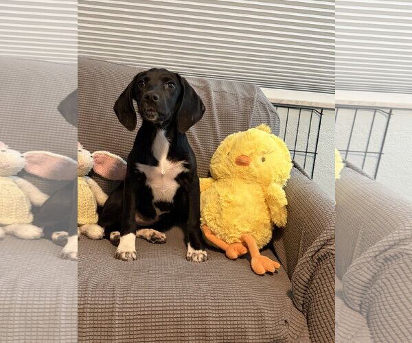 Medium Photo #4 American Foxhound-Unknown Mix Puppy For Sale in Tampa, FL, USA