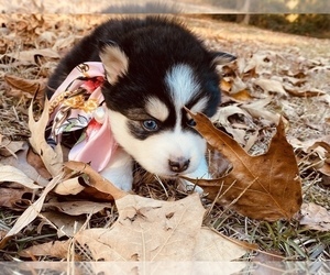 Pomsky Puppy for sale in BEULAVILLE, NC, USA