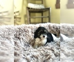 Daisy - Female Cavapoo (Miniature) Puppy for Sale - Photo #2