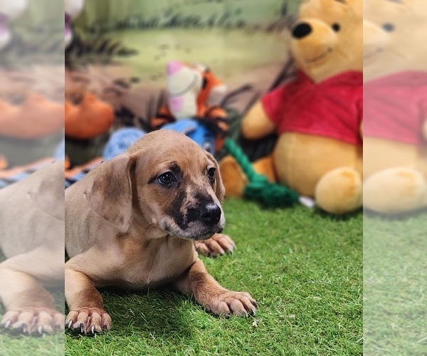 Medium Photo #1 Catahoula Leopard Dog Puppy For Sale in CUMBY, TX, USA