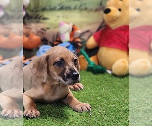 Catahoula Leopard Dog Puppy for sale in CUMBY, TX, USA