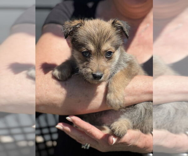 Medium Photo #1 Hava-Apso Puppy For Sale in Dana Point, CA, USA