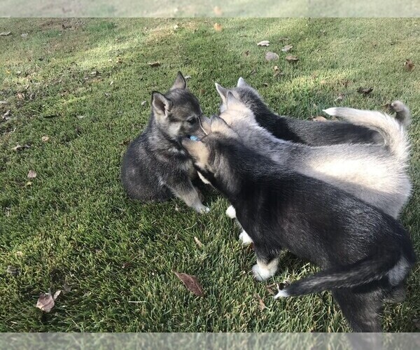 Medium Photo #6 Wolf Hybrid Puppy For Sale in HARRISON, AR, USA