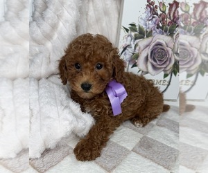 Goldendoodle (Miniature) Puppy for sale in GLEN ALLEN, VA, USA