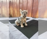 Small Photo #23 French Bulldog Puppy For Sale in OCEANSIDE, CA, USA