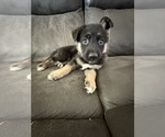 Puppy 7 German Shepherd Dog