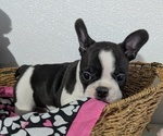 Small #3 Faux Frenchbo Bulldog