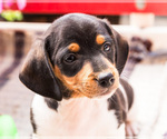 Small Photo #12 Dachshund Puppy For Sale in WAKARUSA, IN, USA