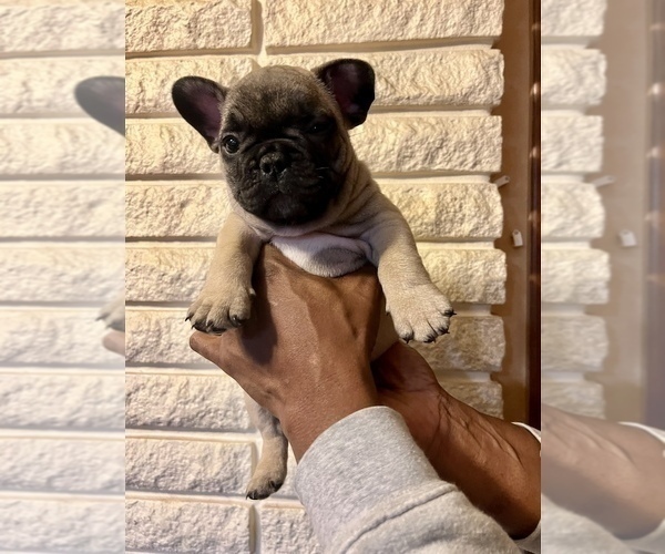 Medium Photo #4 French Bulldog Puppy For Sale in WARREN, MI, USA
