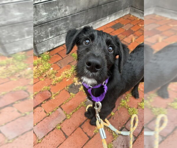 Medium Photo #1 Collie-Unknown Mix Puppy For Sale in Boston, MA, USA