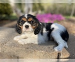 Puppy 2 Cavalier King Charles Spaniel