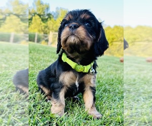 Cavalier King Charles Spaniel Puppy for sale in RICE LAKE, WI, USA