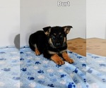 Small Photo #2 German Shepherd Dog Puppy For Sale in SYRACUSE, IN, USA