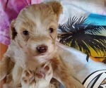 Small #16 Bernedoodle (Miniature)