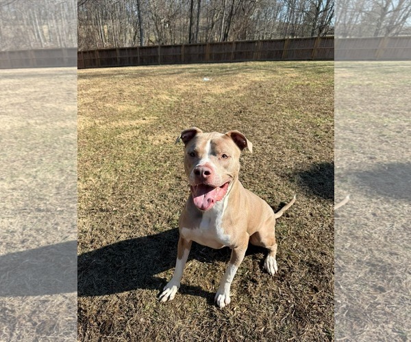 Medium Photo #7 Mutt Puppy For Sale in Derwood, MD, USA