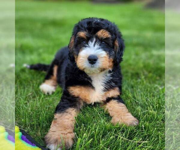 Medium Photo #3 Bernedoodle Puppy For Sale in DALTON, OH, USA