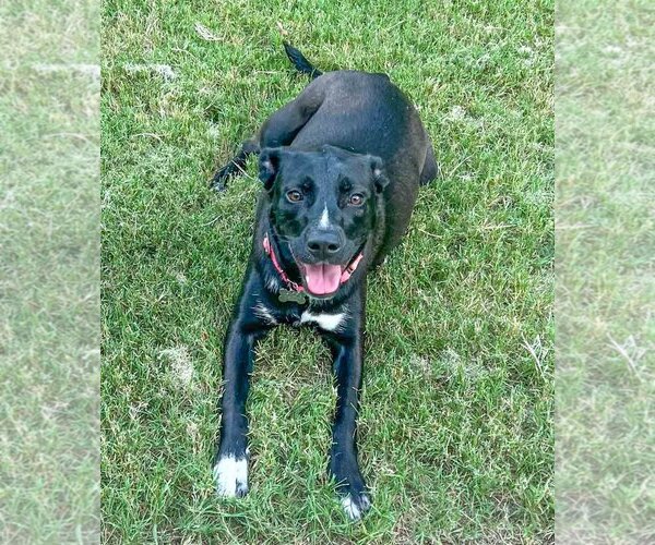 Medium Photo #5 Labrador Retriever-Unknown Mix Puppy For Sale in Kennesaw, GA, USA
